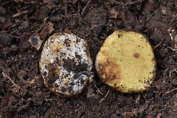 hľuza žltá Hymenogaster cf. luteus Vittad.