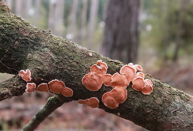 obrúbenec beztvarý Aleurodiscus amorphus (Pers.) J. Schröt.