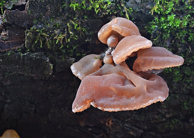 uchovec bazový Auricularia auricula-judae (Bull.) Quél.