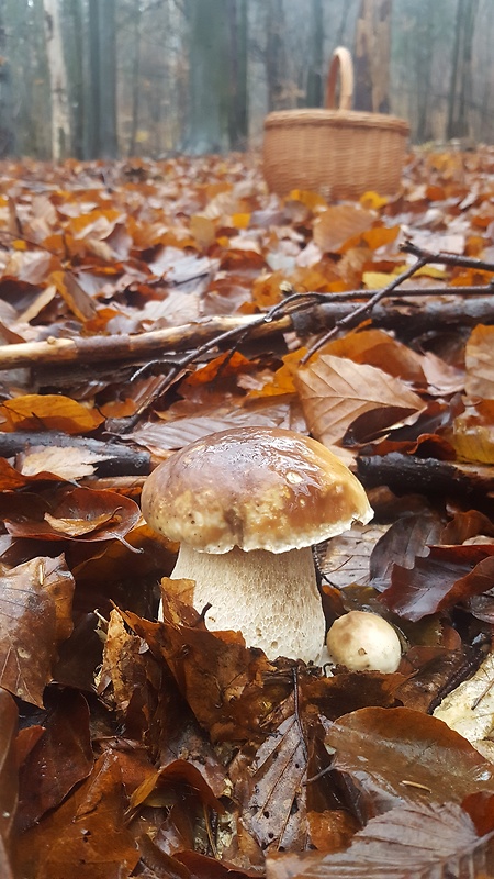 hríb smrekový Boletus edulis Bull.