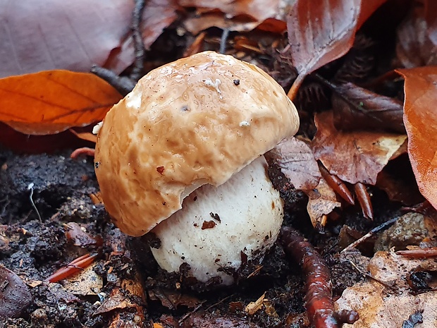 hríb smrekový Boletus edulis Bull.