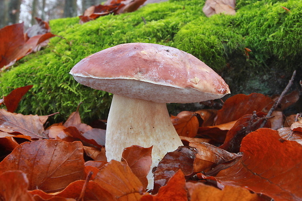 hríb sosnový Boletus pinophilus Pil. et Dermek in Pil.