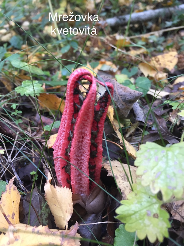 mrežovka kvetovitá Clathrus archeri (Berk.) Dring