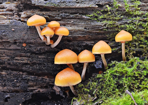 kapucňovka okrovohnedastá Galerina marginata (Batsch) Kühner