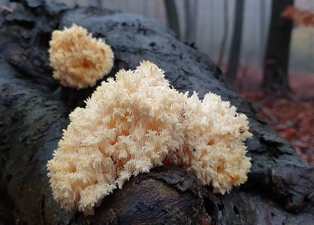 koralovec bukový Hericium coralloides (Scop.) Pers.