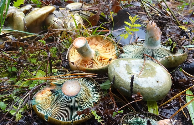 rýdzik pravý Lactarius deliciosus (L.) Gray