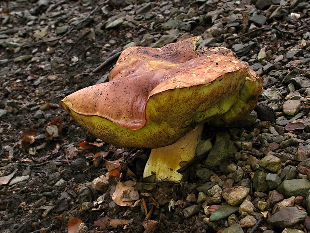 hríb sosnový Boletus pinophilus Pil. et Dermek in Pil.