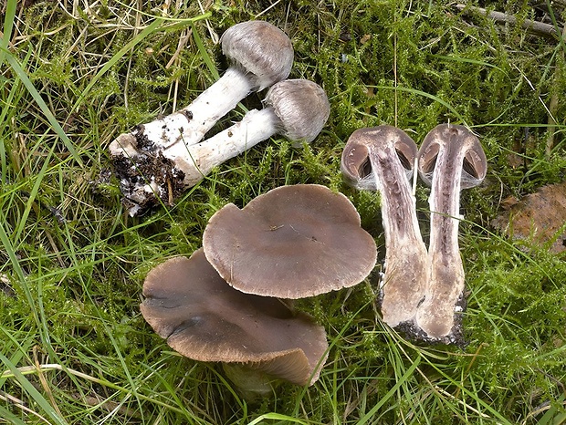 pavučinovec dvojtvárny Cortinarius biformis Fr.