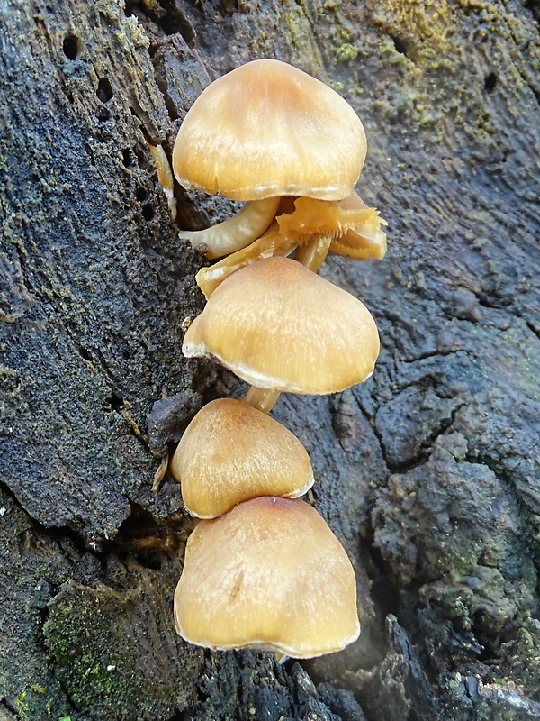 strapcovka maková Hypholoma capnoides (Fr.) P. Kumm.