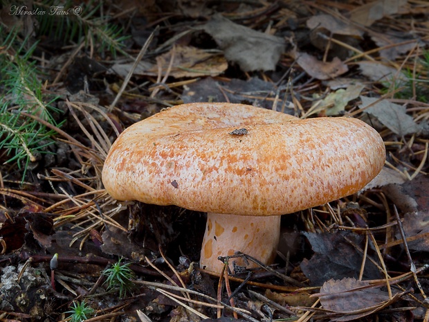 rýdzik pravý Lactarius deliciosus (L.) Gray