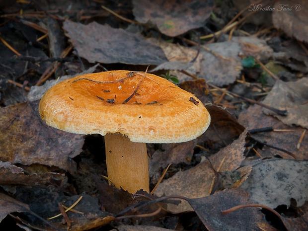 rýdzik smrekovcový Lactarius porninsis Rolland