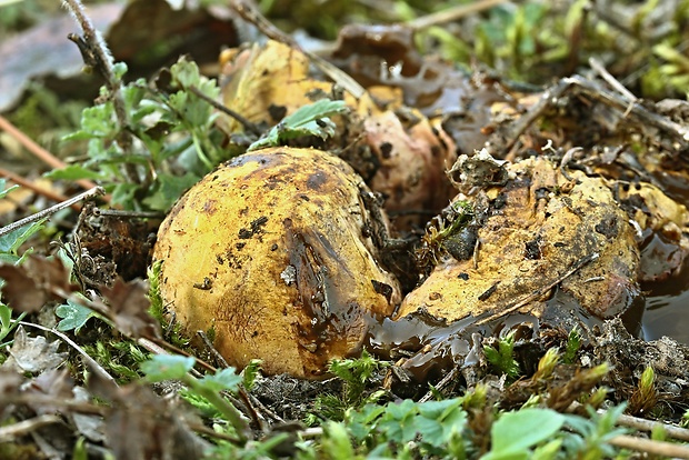 koreňovec Rhizopogon sp.