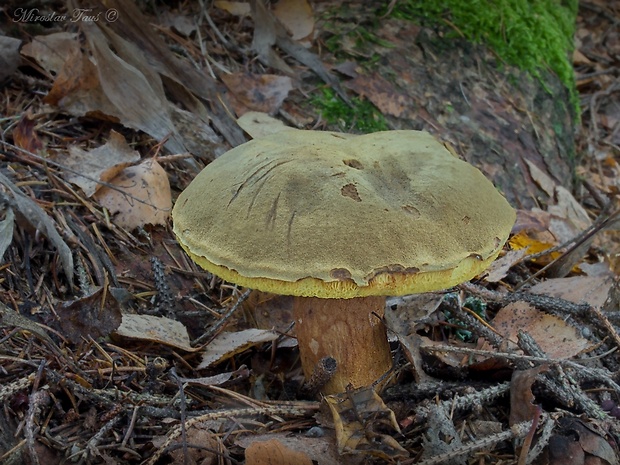 suchohríb červenohnedý Xerocomus ferrugineus (Kuntze) Singer