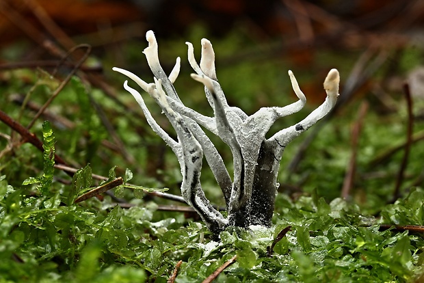 drevnatec parohatý Xylaria hypoxylon (L.) Grev.