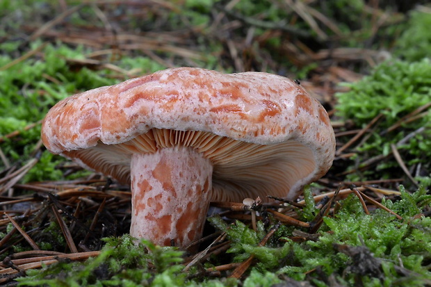 rýdzik pravý Lactarius deliciosus (L.) Gray