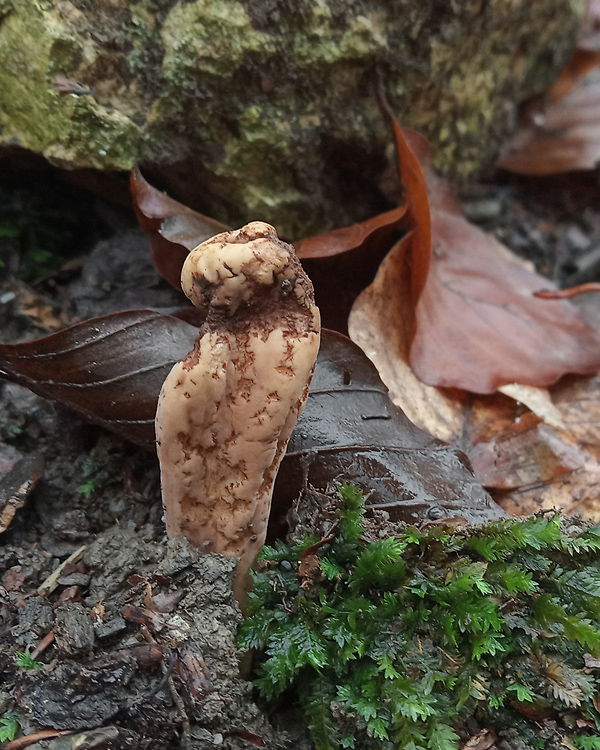 kyjak obrovský Clavariadelphus pistillaris (Fr.) Donk