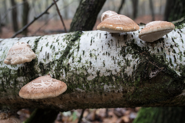 brezovník obyčajný Fomitopsis betulina (Bull.) B.K. Cui, M.L. Han & Y.C. Dai