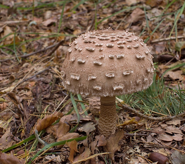 bedľa vysoká Macrolepiota procera (Scop.) Singer