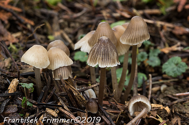 prilbička Mycena sp.