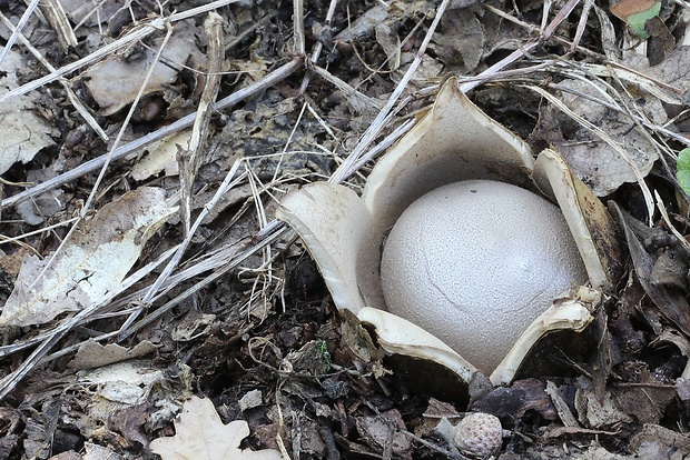 mnohokrčka dierkovaná Myriostoma coliforme (Dicks.) Corda