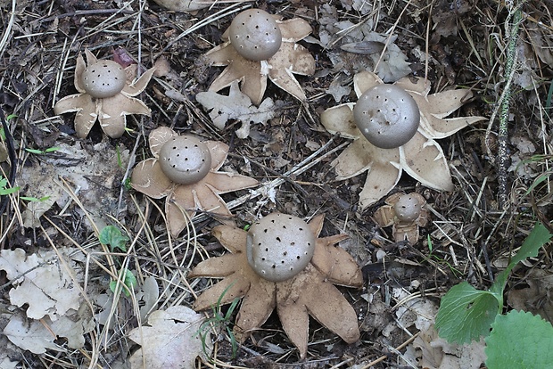 mnohokrčka dierkovaná Myriostoma coliforme (Dicks.) Corda