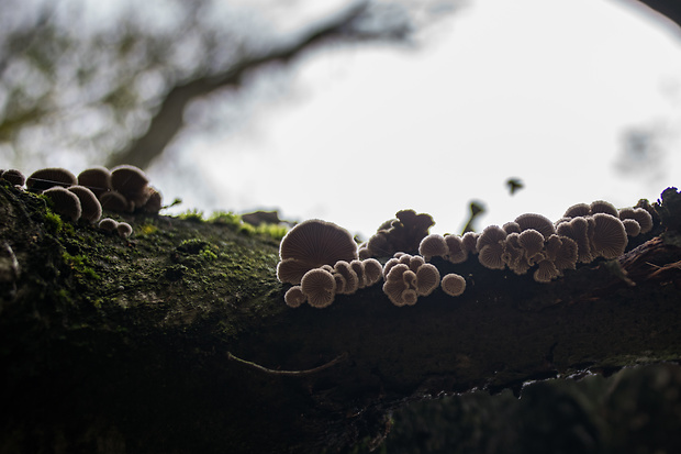 klanolupeňovka obyčajná Schizophyllum commune Fr.