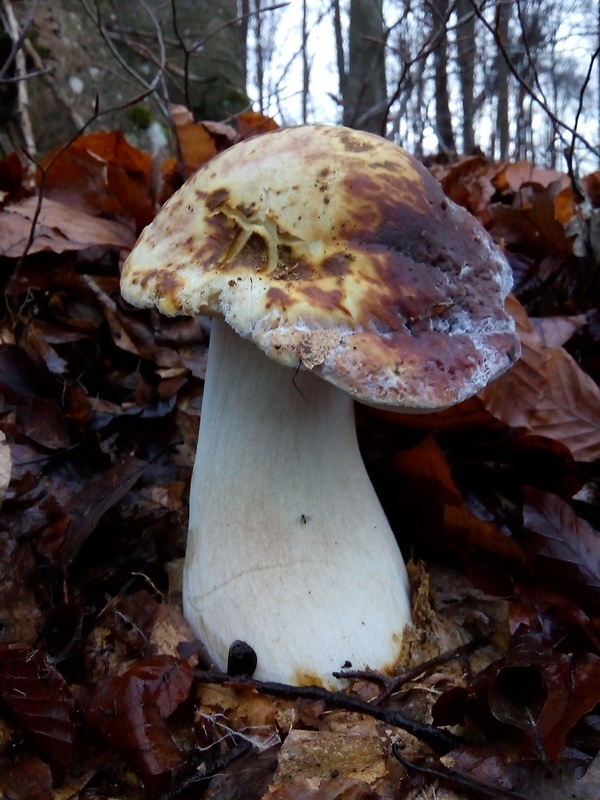 hríb sosnový Boletus pinophilus Pil. et Dermek in Pil.