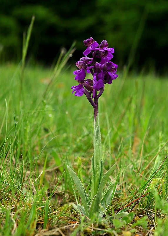 červenohlav obyčajný Anacamptis morio (L.) R. M. Bateman, A. M. Pringeon & M. W. Chase