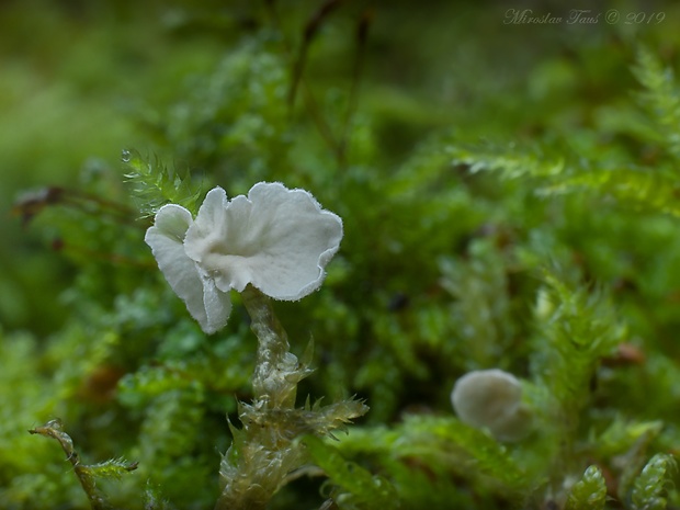 rebrovička Arrhenia sp.