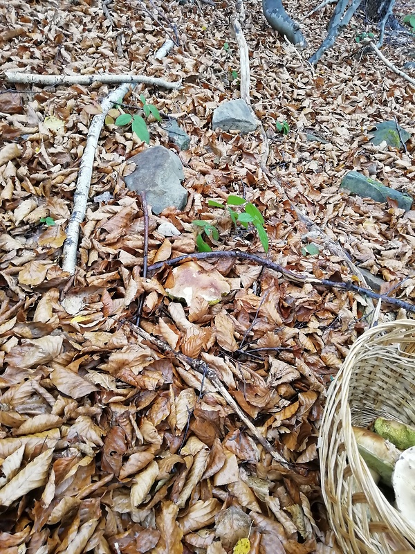 hríb smrekový Boletus edulis Bull.