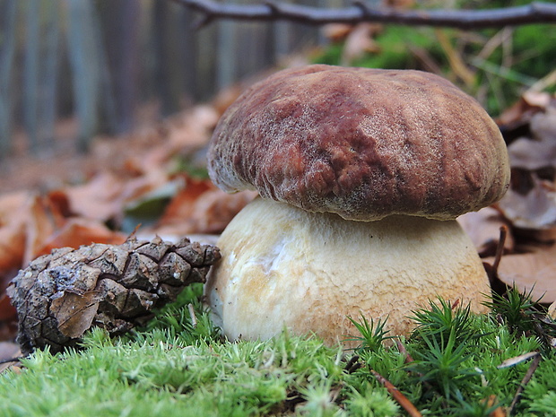 hríb sosnový Boletus pinophilus Pil. et Dermek in Pil.