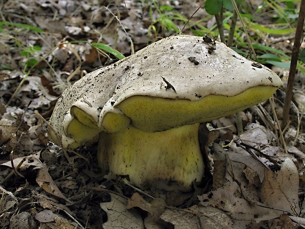 hríb horký Caloboletus radicans (Pers.) Vizzini