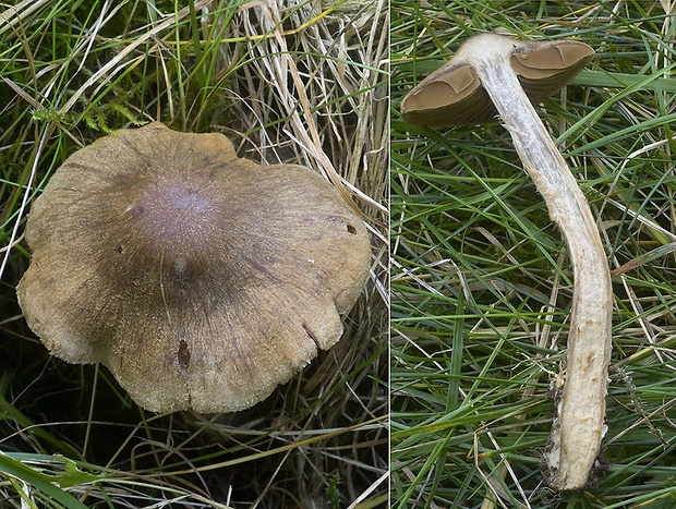 pavučinovec podbrezový Cortinarius betuletorum M.M. Moser