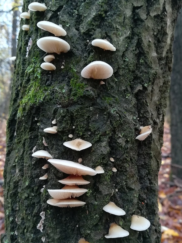 pahliva mäkká Crepidotus mollis (Schaeff.) Staude