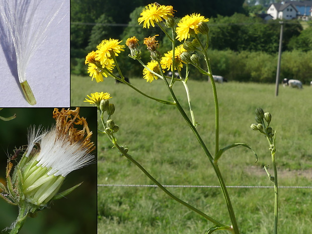 škarda dvojročná Crepis biennis L.