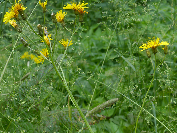 škarda močiarna Crepis paludosa (L.) Moench