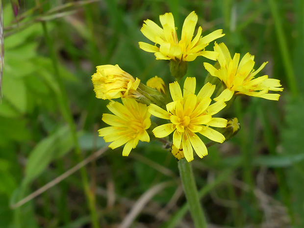 škarda odhryznutá Crepis praemorsa (L.) Tausch