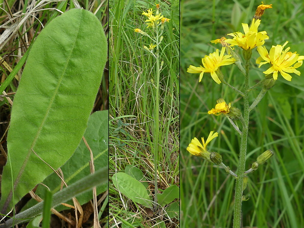 škarda odhryznutá Crepis praemorsa (L.) Tausch