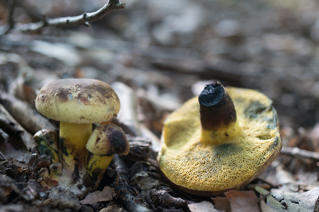 hríb modrejúci Cyanoboletus pulverulentus (Opat.) Gelardi, Vizzini & Simonini