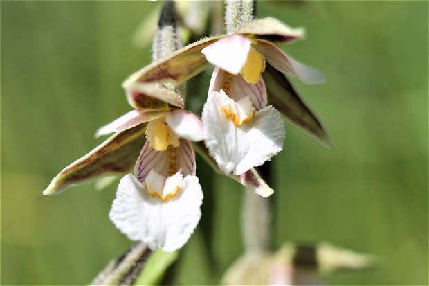 kruštík močiarny Epipactis palustris (L.) Crantz