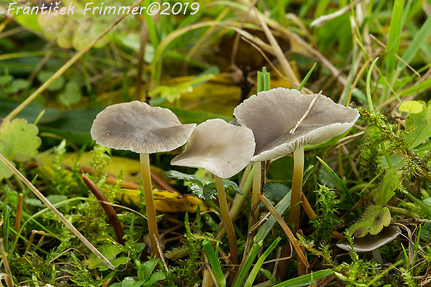 prilbička Mycena sp.