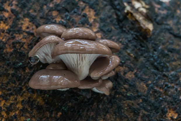 hliva ustricovitá Pleurotus ostreatus (Jacq.) P. Kumm.