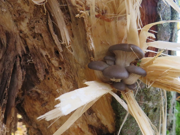 hliva ustricovitá Pleurotus ostreatus (Jacq.) P. Kumm.