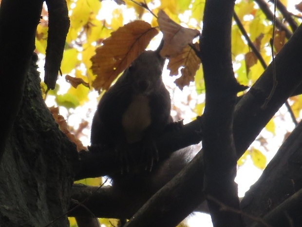 veverica stromová  Sciurus vulgaris
