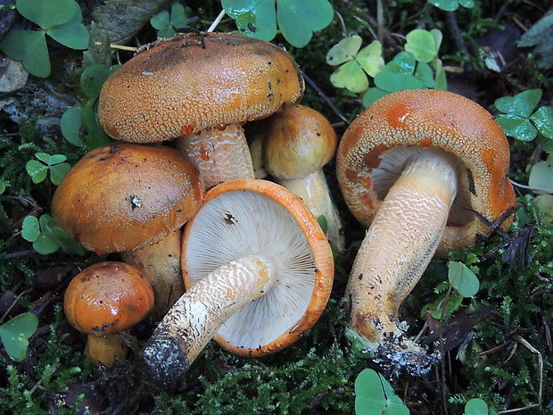 čírovka oranžová Tricholoma aurantium (Schaeff.) Ricken