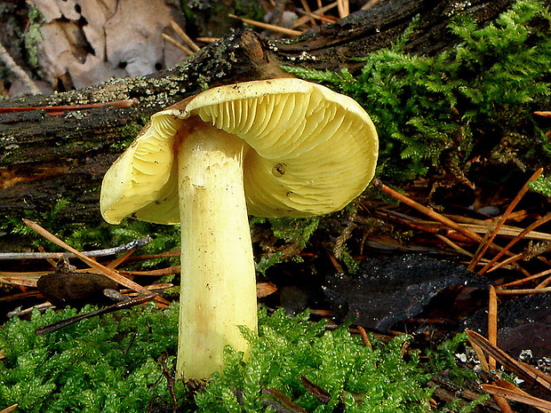 čírovka zelenkastá Tricholoma equestre (L.) P. Kumm.