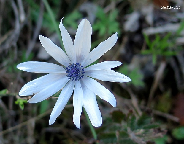 veternica Anemone hortensis L.