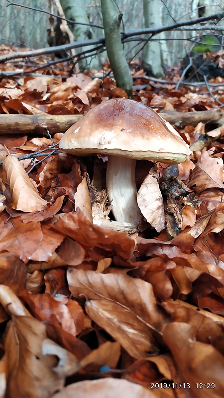 hríb smrekový Boletus edulis Bull.