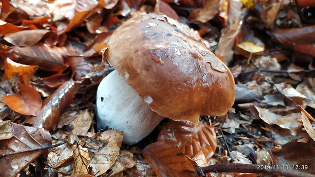 hríb smrekový Boletus edulis Bull.