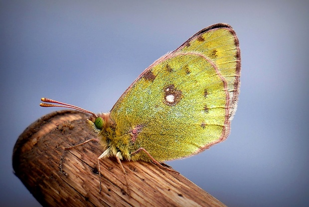 žltáčik vičencový (sk) / žluťásek čilimníkový (cz) Colias crocea Fourcroy, 1785